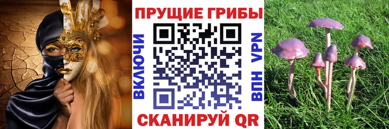 Галлюциногенные грибы Psilocybe  Киселёвск 